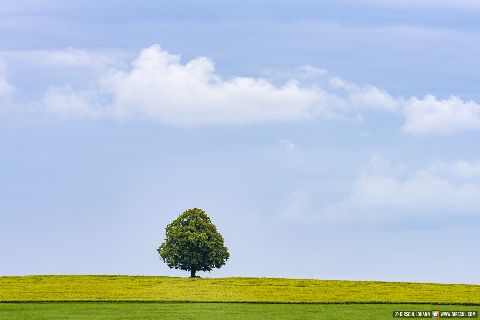 Gemeinde Tyrlaching Landkreis Altötting Rainbichl Linde Aussicht Landschaft (Dirschl Johann) Deutschland AÖ